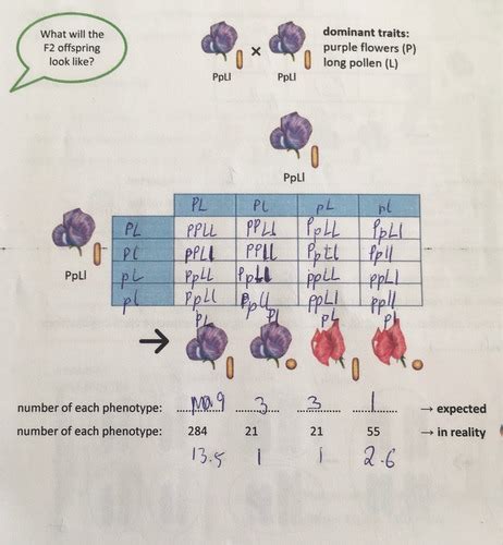 06 Gene Linkage Flashcards Quizlet