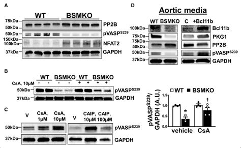 Calcineurin Pp B Regulates Vasp S Phosphorylation After Vascular