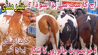 Malir Mandi Karachi Cattle Rates Update Febuary Cow Mandi