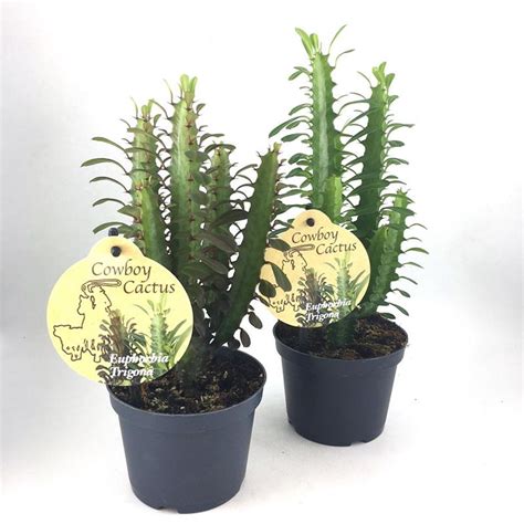 Euphorbia Trigona Plant Wholesale Floraccess