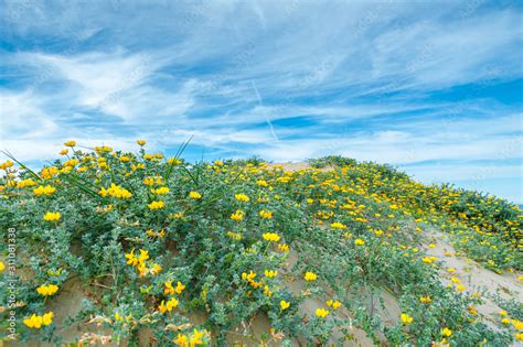 Wildflowers growing on coastal sand dunes. Yellow wild Leguminosae flowers on coastal sand dunes ...