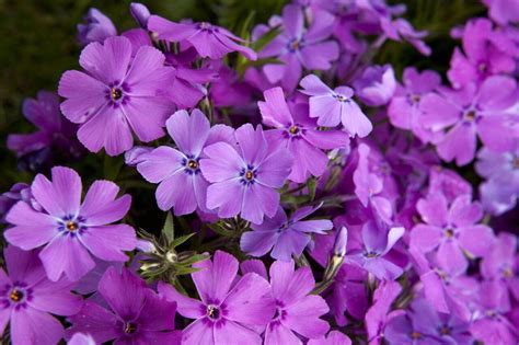 Spring Purple Creeping Phlox Plant Library Pahls Market Apple