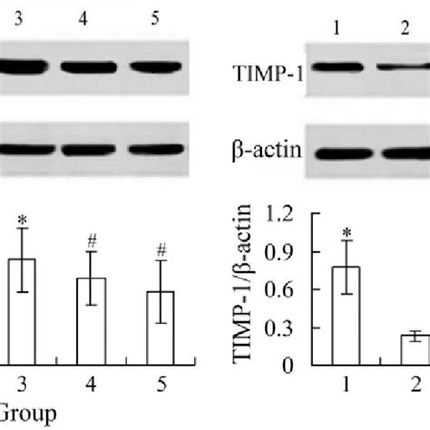 Effects Of Salidroside On Myocardial Mmp And Timp Protein