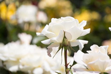 Premium Photo | White roses in the garden