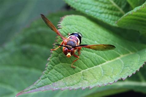 Cicada killer sting - Hopmemo