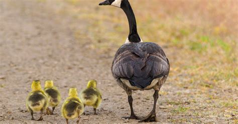 Repellents for Canada geese NJ, NY, CT | Birds & Geese Beware, Inc