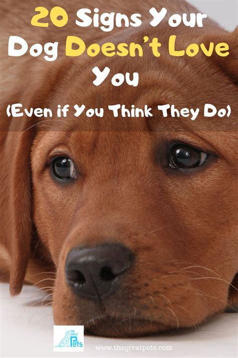 20 Signs Your Dog Doesnt Love You Even If You Think They Do In 2024