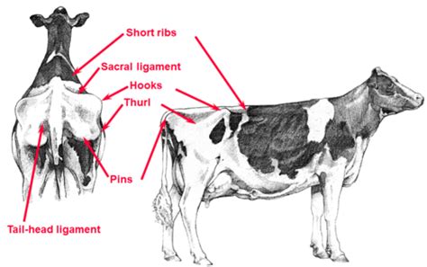 Dairy Cattle Flashcards | Quizlet