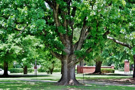 A Tour Of Alabamas Mighty Oak Trees Bham Now