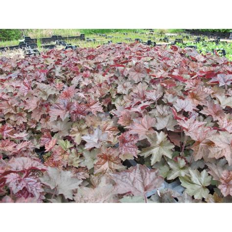 Heuchera Micrantha Palace Purple Purperklokje Rood Blad Roze Wit