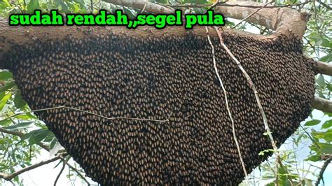 Merasa Senang Saat Menemukan Nya Panen Madu Lebah Hutan Asli Alam