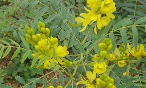 Medicinal Use of Senna Plant - Cassia Senna syn. Senna Alexandrina (Fabaceae) | Herbs and Remedies