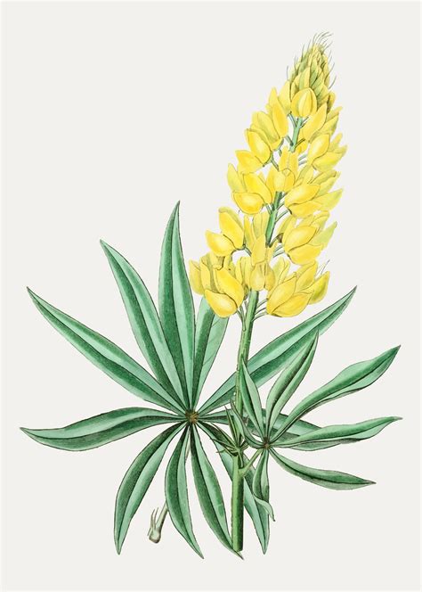 Lupine Free Vector Art - (7 Free Downloads)