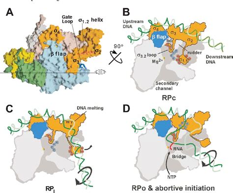 Figure 2 from The Structure of Bacterial RNA Polymerase | Semantic Scholar