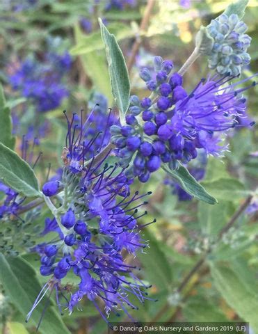 Caryopteris × clandonensis 'Longwood Blue', Bluebeard – Dancing Oaks ...