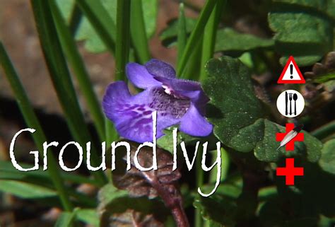 Ground Ivy: Edible, Medicinal & Cautions - The Cargo Cult Café