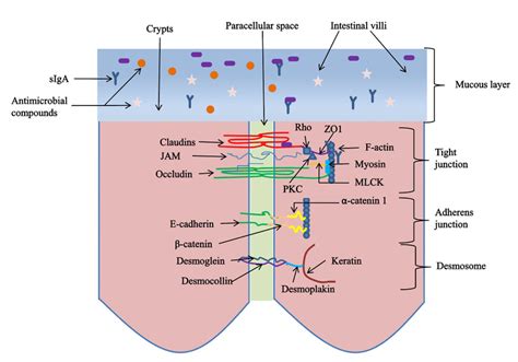 Schematic Diagram Of Intestinal Epithelial Intercellular Junction