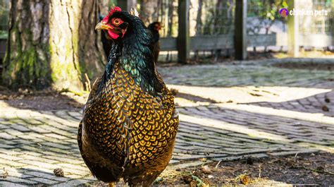 Barnevelder Chicken Breed. What is it? - Chicken Pets