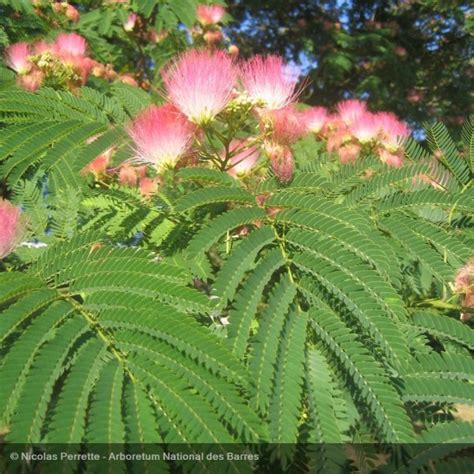 analyser Épouvanter chanceux albizia floraison zèbre Appel à être