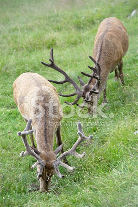 Back View Of Big Ears Alert Red Deer Fawn Stock Photo Royalty Free