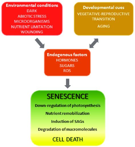 Overview Of Leaf Senescence The Final Stages Of Leaf Development Are