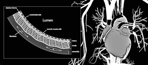 The vascular endothelium energy healing protocol – DeanRamsden.Com