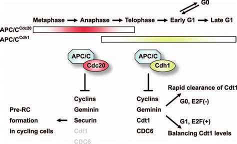 A Model For Roles Of Apc C Cdh1 Mediated Cdt1 Proteolytic Regulation Download Scientific