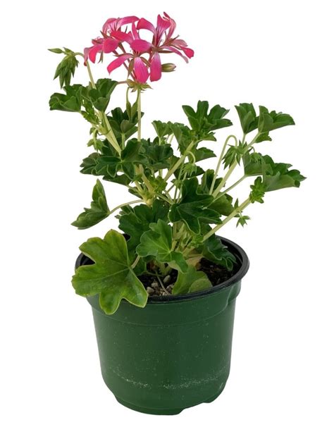 Geranium Acapulco Compact Cascade 6 Inch The Garden Corner