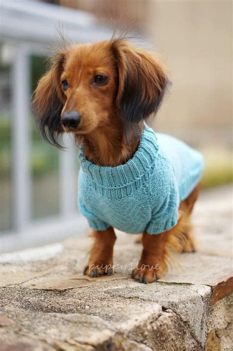 Dachshund Clothes Dachshund Sweater Dog Clothes Dog Etsy