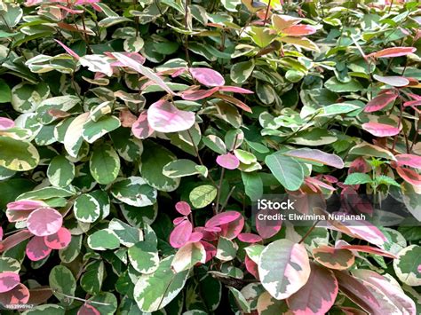 breynia disticha stock photo  image  awe beauty close
