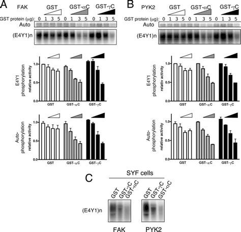 C And C Inhibit Fak And Pyk2 Kinase Activity In Vitro A And B