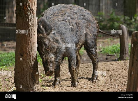 wild wild boar pig Stock Photo - Alamy