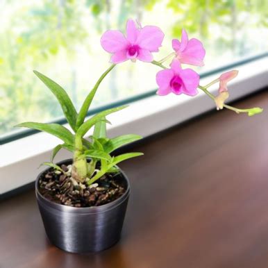 Orchids For Sale Online Buy Rare And Exotic Live Orchid Plants At