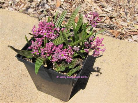 Plantfiles Pictures Ledebouria Species Coopers African Hyacinth