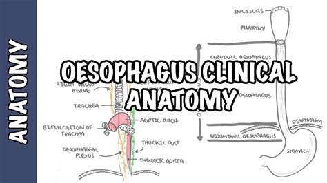 Oesophagus Diagram