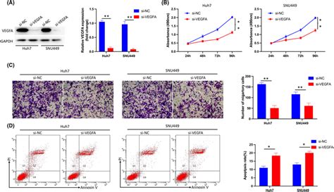 Inhibition Of Vegfa Reduced The Proliferation Invasion And Migration