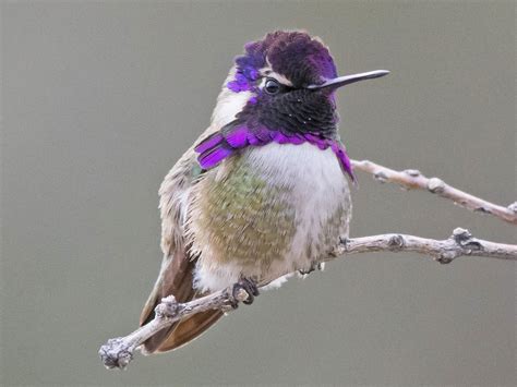 Costa's Hummingbird | Celebrate Urban Birds