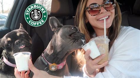 Taking My Dogs To Starbucks For Pup Cups Youtube