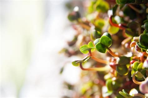 Crecimiento de brotes orgánicos verdes Foto Premium