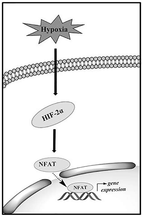 A Proposed Model Of Hypoxia Induced Fibroblast Proliferation Through