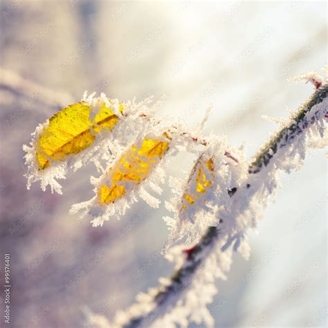 Hoarfrost on leaves Stock Photo | Adobe Stock