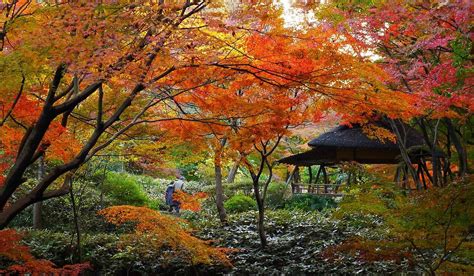 Where to see Japan's fall foliage - Tripadvisor