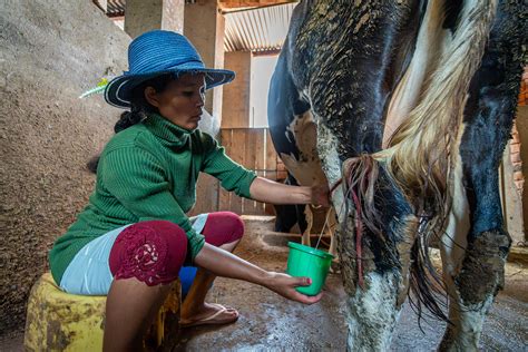 Madagascar S First Embryo Transfer In Cows Set To Boost Dairy