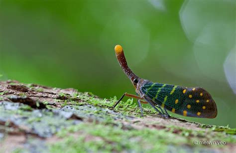 Lantern Bug - One of the Most Gorgeous Insects You've Ever Seen - Odd Facts