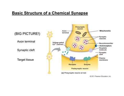 Membrane Properties And Synapses Flashcards Quizlet