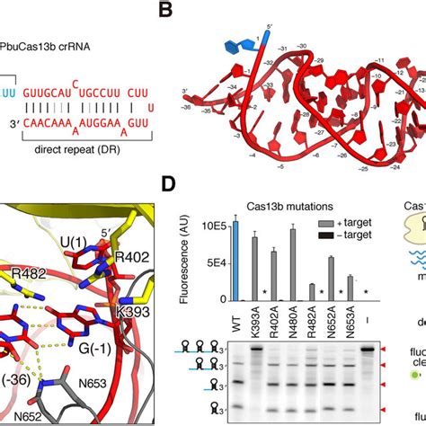 Comparison of Cas13b with Cas13a and Cas13d A. Comparison of the linear ... 
