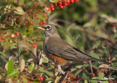 Birds Of Alaska 20 Most Common Birds And How To Id Them