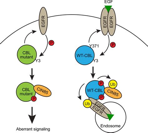 Model Showing The Mechanism Of Action Of CBL Mutant In Promoting