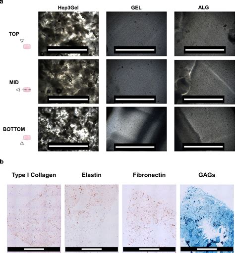 Hep Gel A Shape Shifting Extracellular Matrix Based Three Dimensional