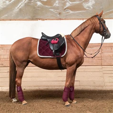 Rich Deep Burgundy Red Matchy Set Equestrianequipmenttack Horse